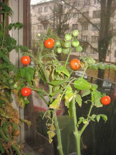 Помидоры балконное чудо: как выращивать, отзывы, фото