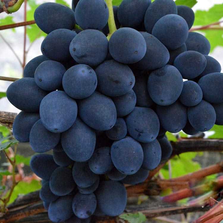 Крупноплодный виноград страшенский