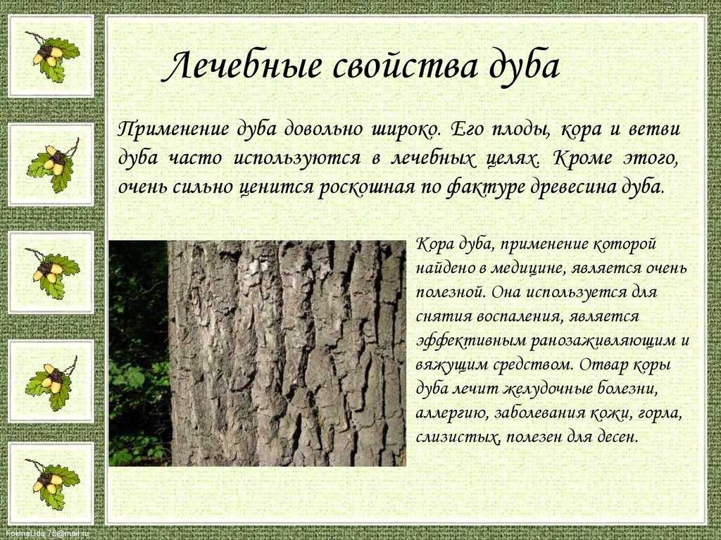Береза повислая (betula pendula roth.) - описание и фото, как вырастить и ухаживать
