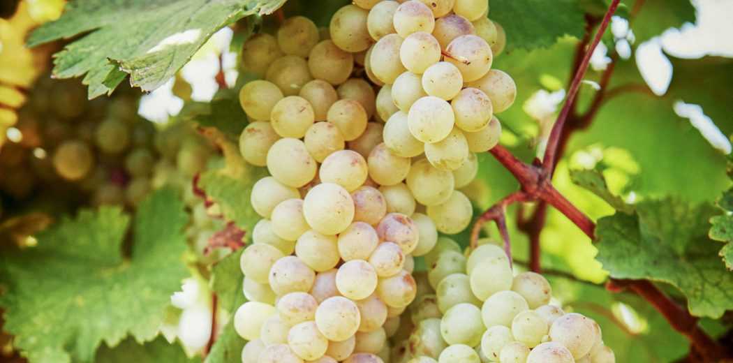 Виноград кишмиш лучистый: описание и характеристики сорта, особенности ухода и фото