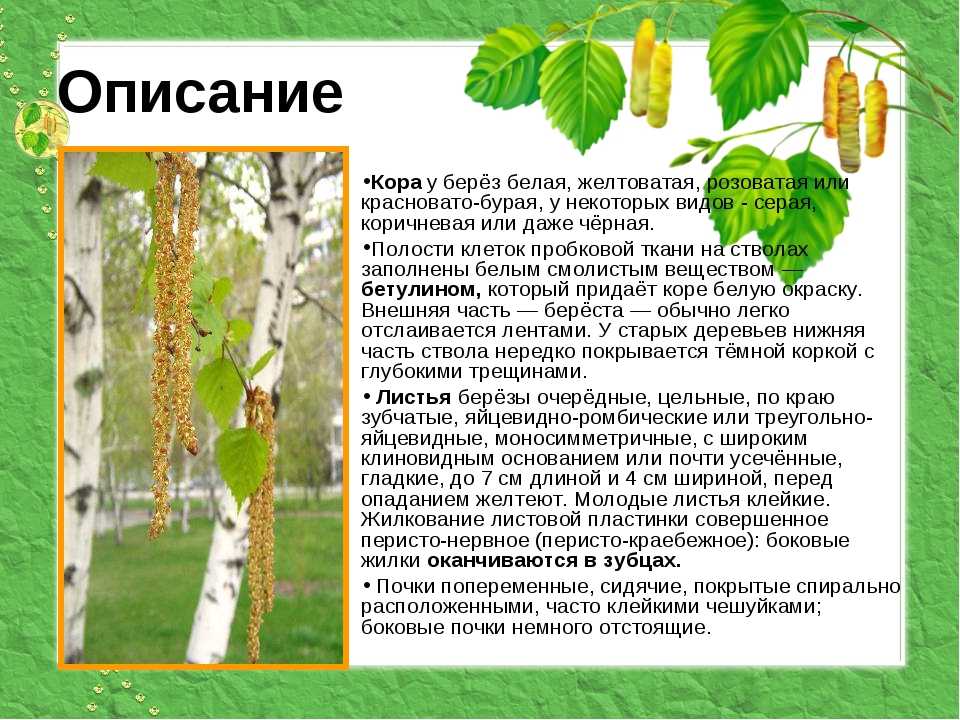 Виды берез (56 фото): сорта и декоративные разновидности в россии, краснолистная и вишневая, кудрявая и пурпурная, плосколистная и другие виды
