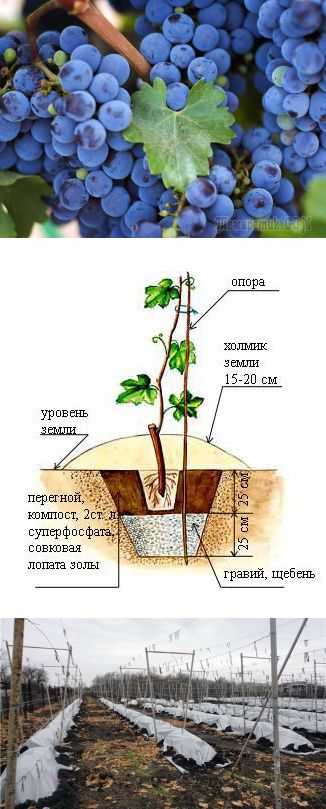 Как вырастить любисток из семян: сорта и посадка, правила ухода, сбор урожая