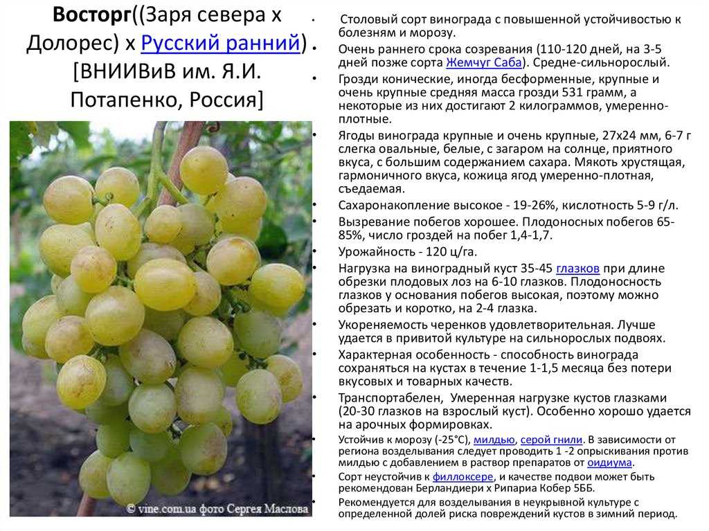 Виноград - описание 27 сортов с фото и характеристиками