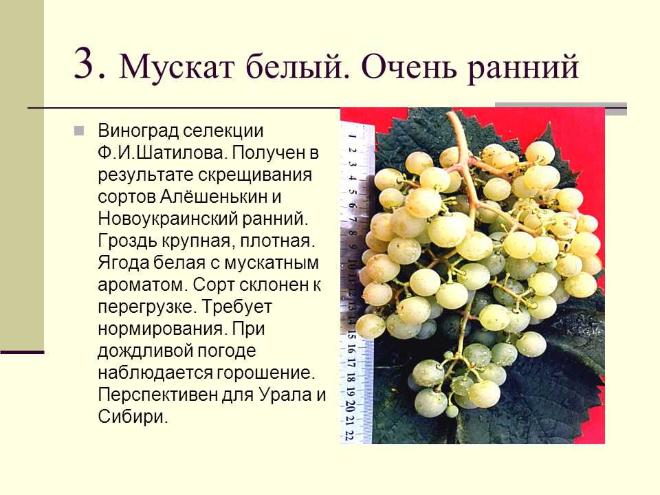 Описание сорта и особенности выращивания винограда «румба»