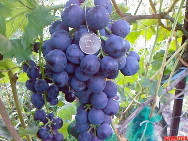 Виноград страшенский: описание и характеристики сорта, посадка и выращивание