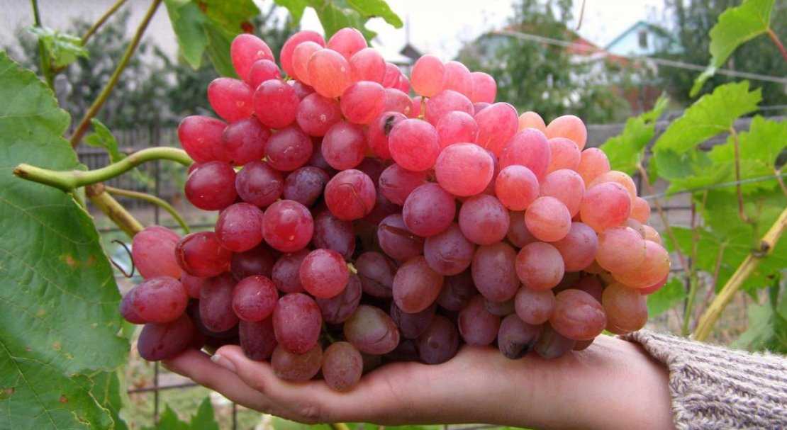 Виноград ромбик