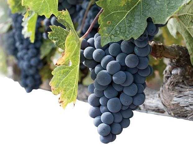 Виноград виктория: описание и характеристики сорта, особенности ухода и фото