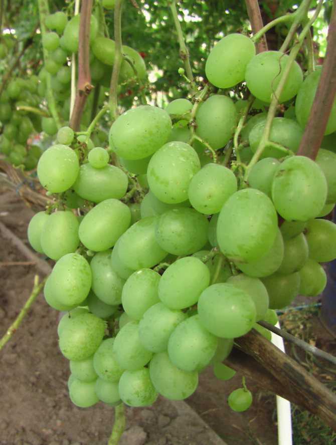 Виноград кеша описание и характеристика сорта, выращивание и уход, отзывы, фото
