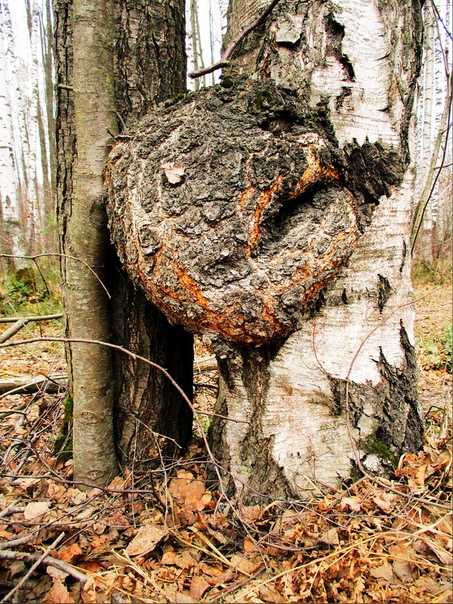 Югорский геолог создает шедевры из наростов на деревьях | люди | общество | аиф югра