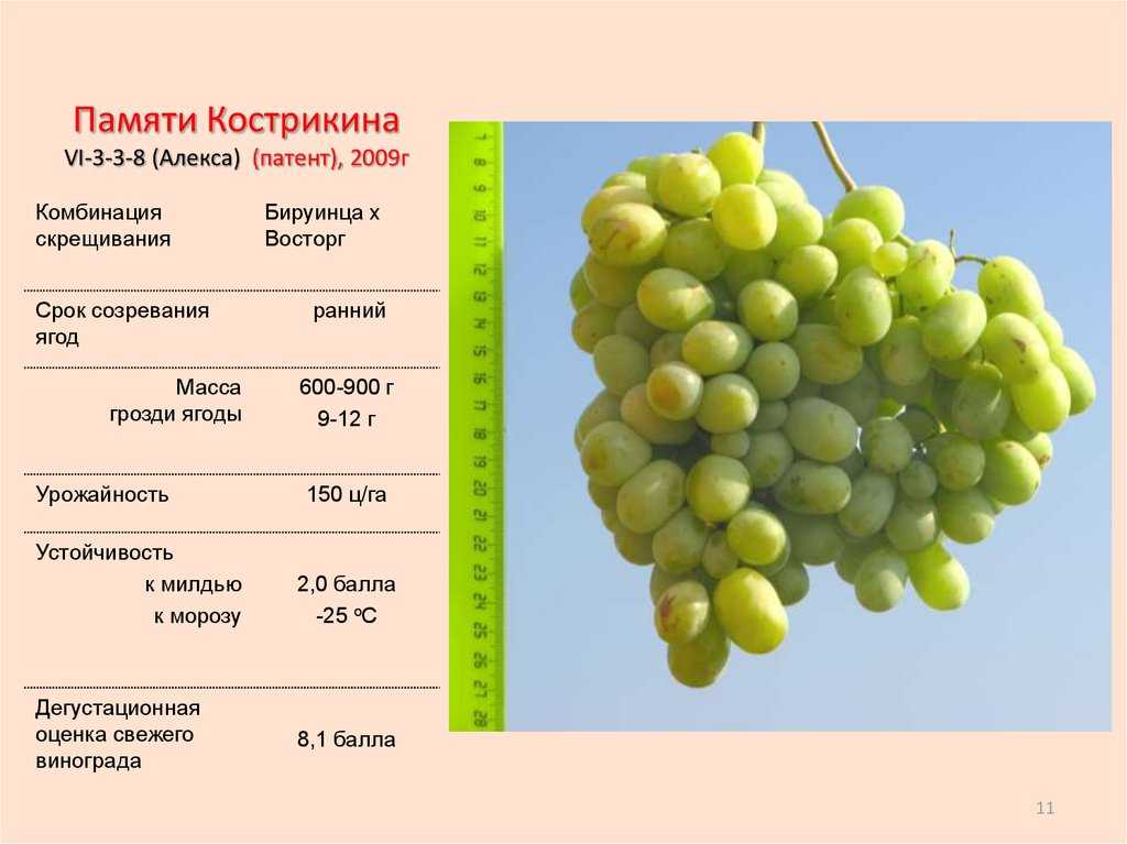 Виноград шардоне: описание и характеристики сорта, особенности ухода и фото