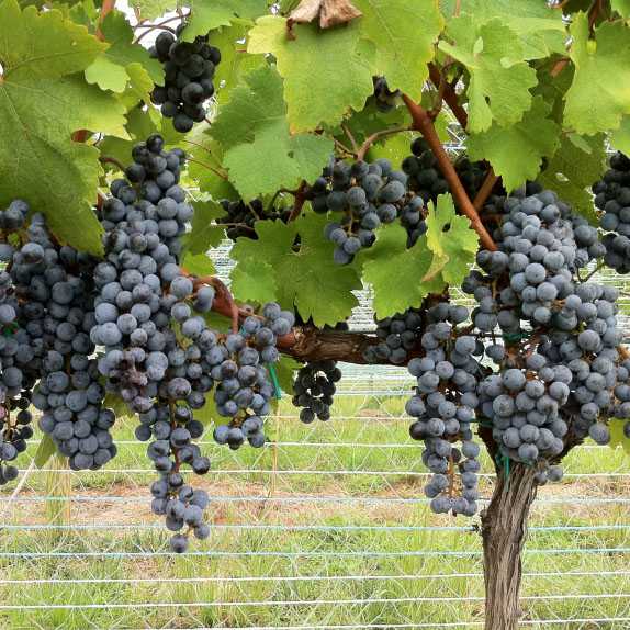 Виноград каберне совиньон: описание сорта, особенности выращивания саженцев и использование
