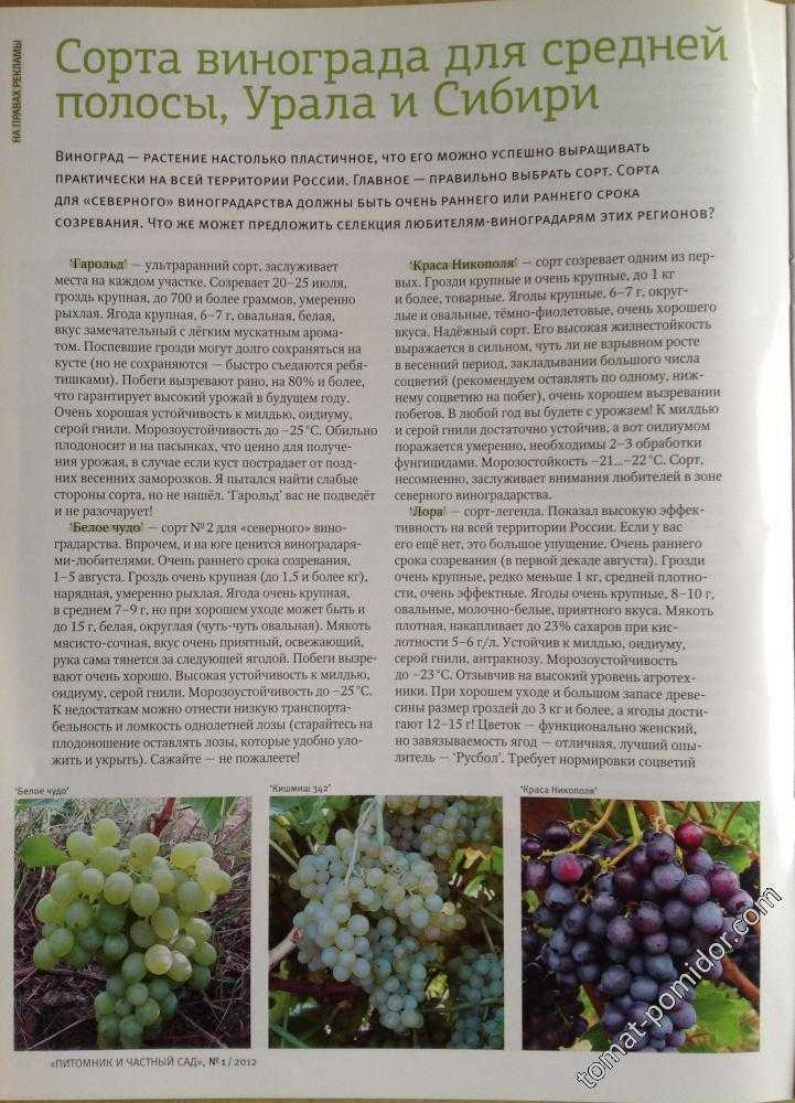 Виноград аттика: описание сорта с характеристикой и отзывами, особенности посадки и выращивания, фото