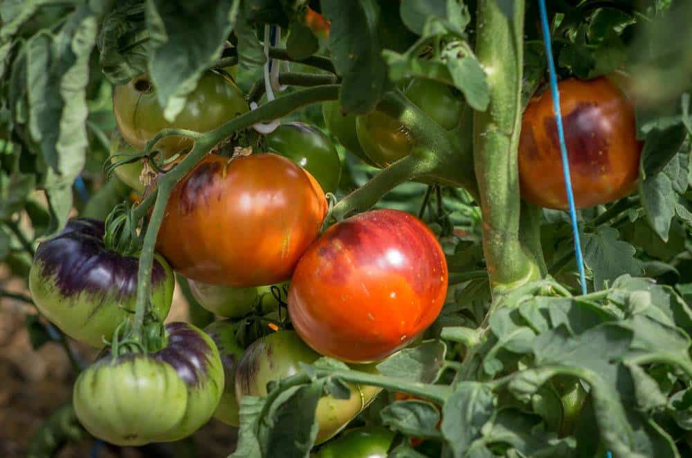 Выращивание чеснока: как ухаживать, чтобы был хороший урожай