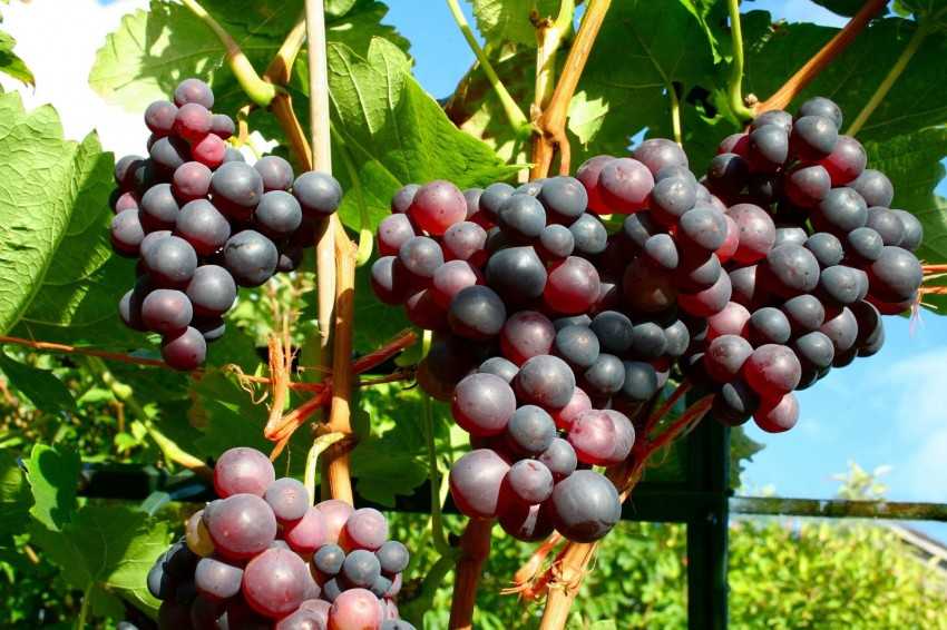 Как ухаживать за виноградом в июле 2021 года, что и когда делать?