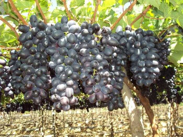 Сорт винограда страшенский — особенности выращивания гибрида