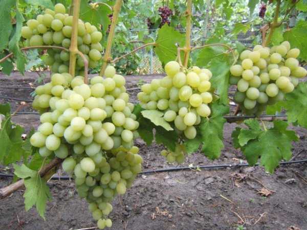 Виноград талисман (кеша-1): описание сорта, фото