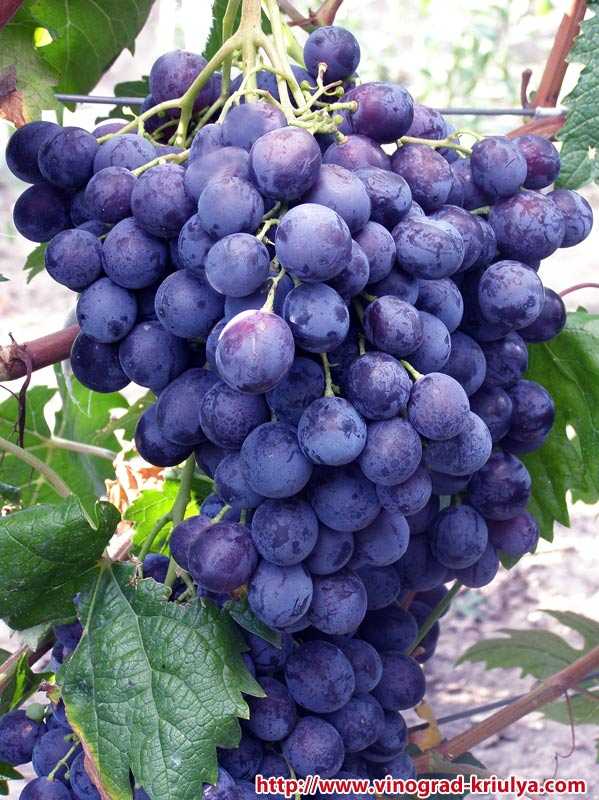 Виноград румба описание сорта фото отзывы видео. виноград румба: особенности сорта и условия для выращивания