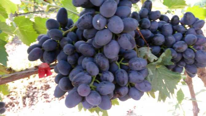 Виноград каберне совиньон