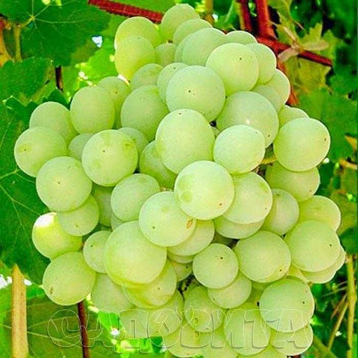 Виноград сорта кеша — описание, особенности ухода