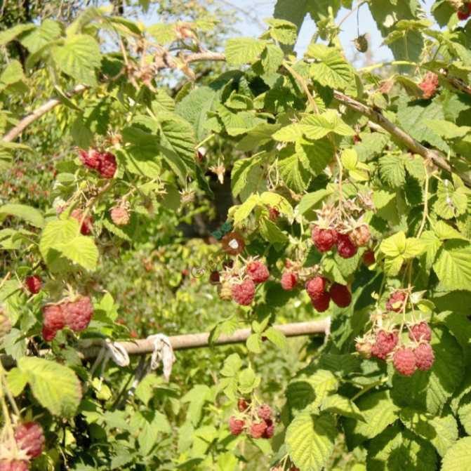 Когда созревают ягоды малины в разных регионах, сроки сбора домашней и лесной