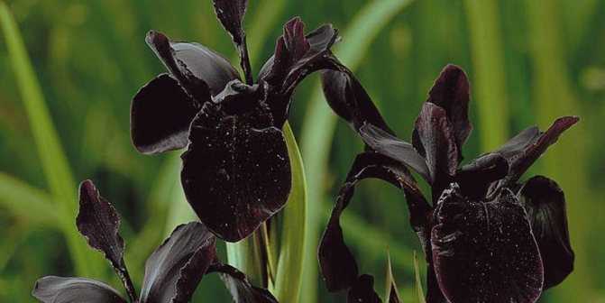 Черные розы (33 фото): кусты темно-алых роз. какие розы являются самыми черными? описание «черной магии», «черного принца» и других сортов