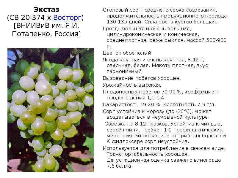 Виноград страшенский: описание и характеристики сорта, особенности ухода и фото