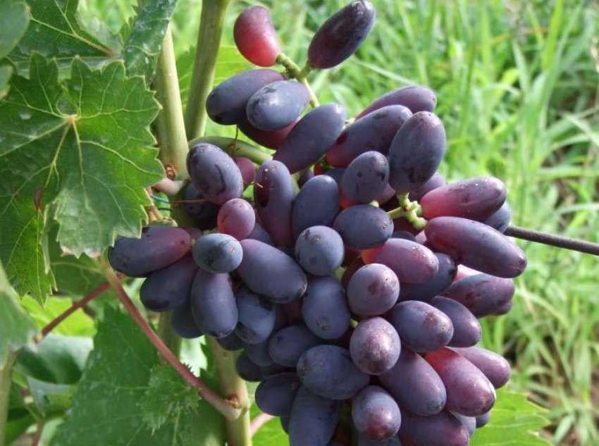 Виноград ландыш: описание и характеристики сорта, особенности ухода и фото