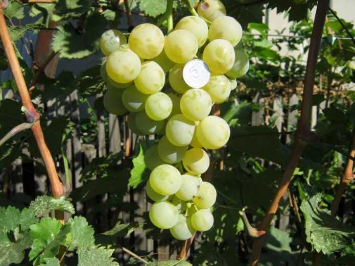 Классификация, описание и лучшие сорта винограда кишмиш