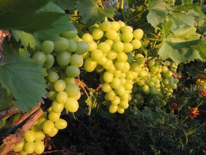 Виноград кодрянка: описание и характеристики сорта, особенности ухода и фото