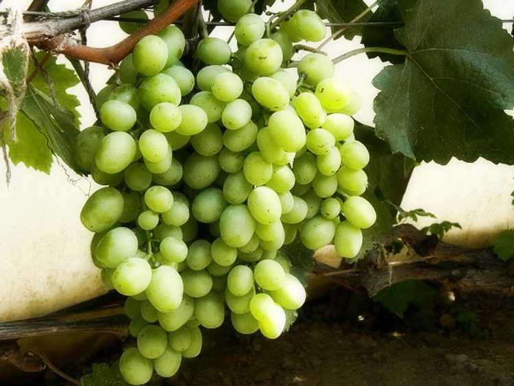 Описание и характеристики видов винограда сорта кеша (талисман), его посадка и уход