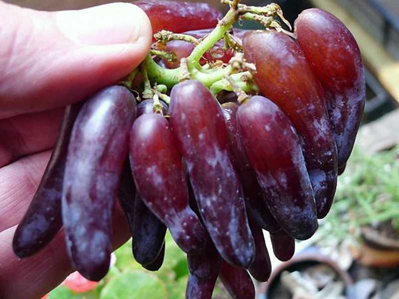 Сорт винограда "дамские пальчики"
