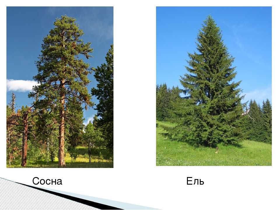 Чем ель отличается от ёлки Это разные деревья или нет Каковы отличия ели от сосны по размеру иголок, пышности кроны, высоте и другим параметрам