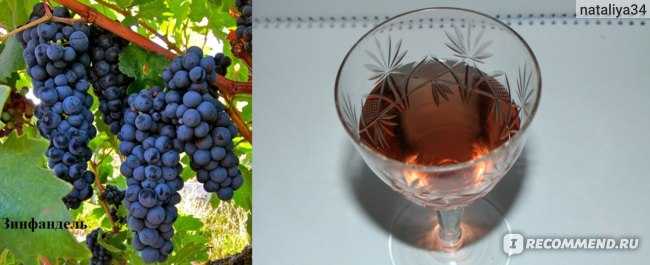 Виноград рошфор: описание и характеристики сорта, особенности ухода и фото
