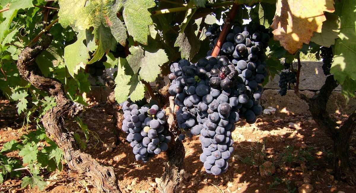 Виноград зилга: описание и характеристики сорта, особенности ухода и фото