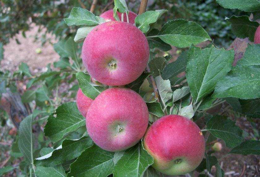 Яблоки джонатан: описание и характеристики сорта, выращивание и ухода с фото