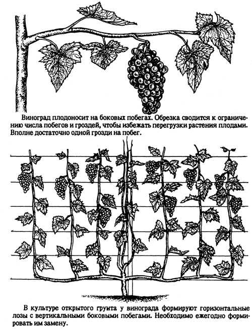 Виноград супага: описание и характеристики сорта, особенности ухода и фото