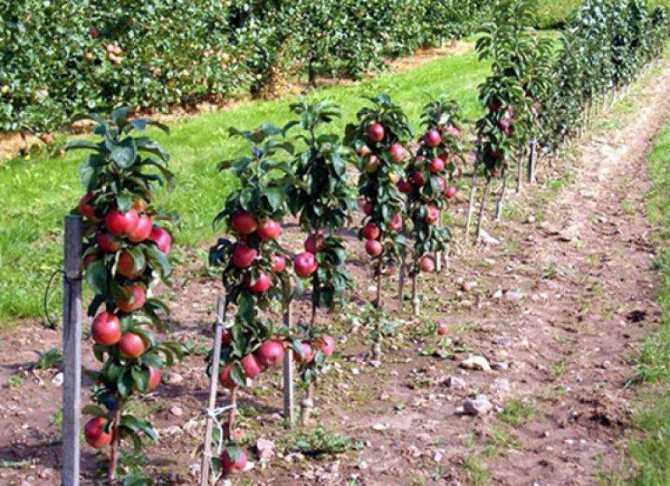 Описание сорта яблони конференция: фото яблок, важные характеристики, урожайность с дерева