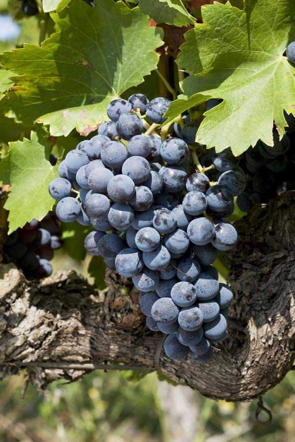 Гарнача: история и характер сорта винограда