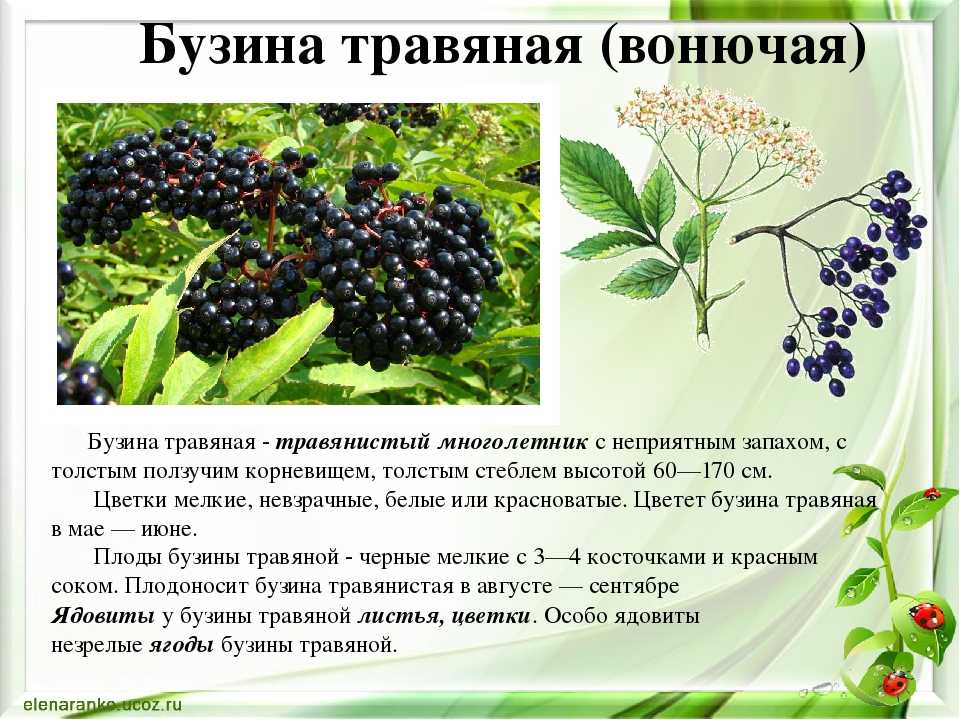 Что такое бузина и где она растет? :: syl.ru
