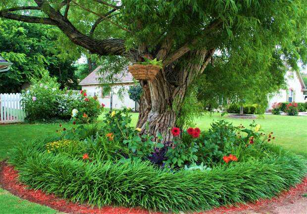 Береза на участке: приметы, хорошо или плохо сажать березу во дворе у дома, береза в ландшафтном дизайне садового участка