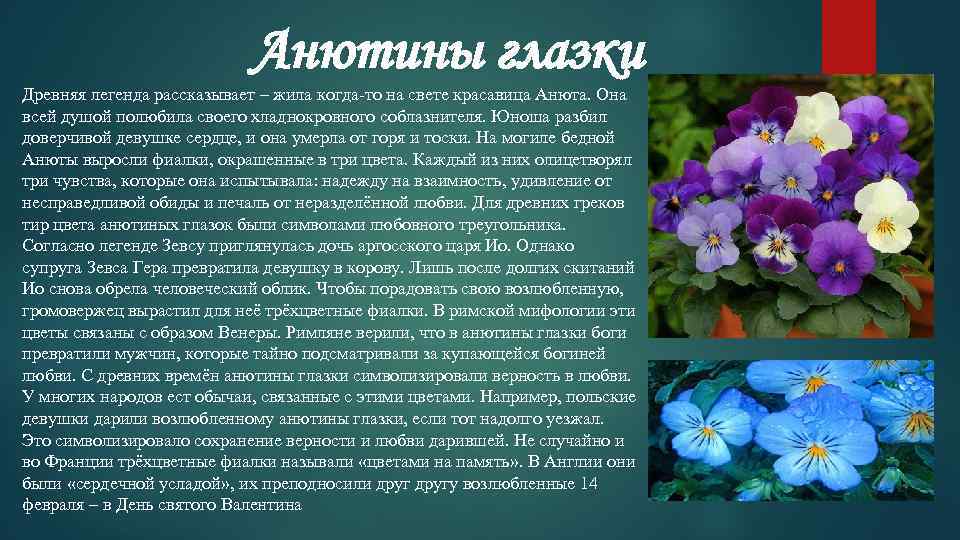 Вопрос: роза гладиатор. какие характеристики, особенности сорта какой уход? - цветы | biologymic.ru