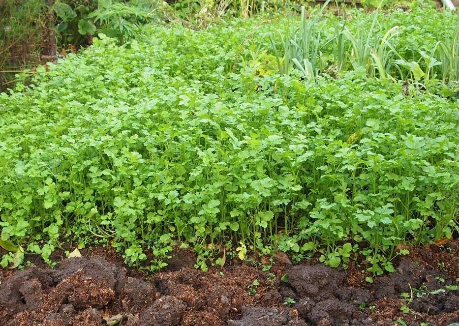 Выращивание кинзы | частный дом — как сажать кинза — про огород