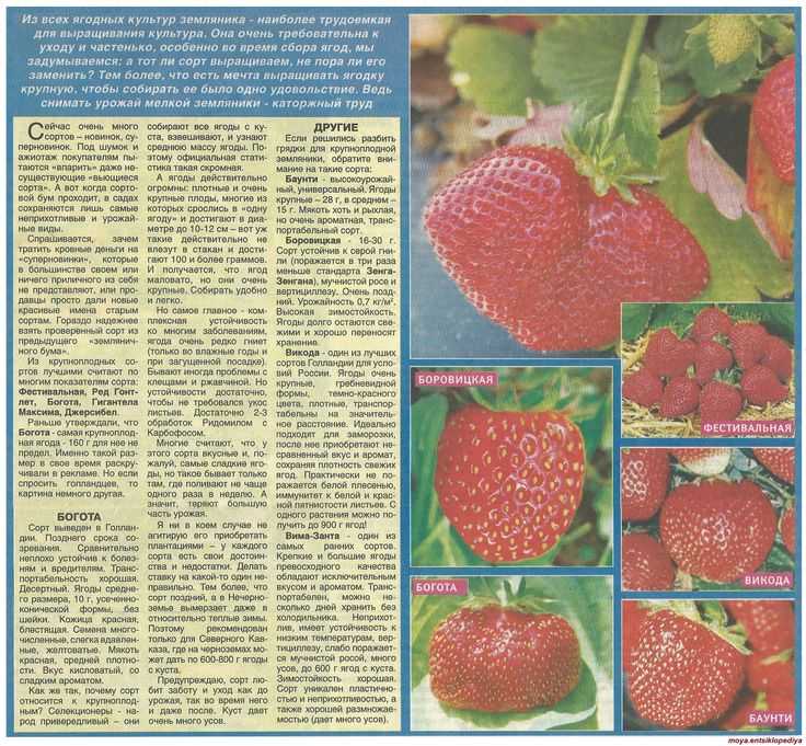 Клубника викода: описание и характеристики сорта садовой земляники, правила выращивания виктории и фото