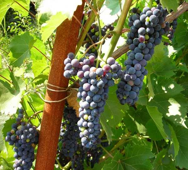 Морозостойкие сорта винограда с описанием, характеристикой и отзывами, в том числе для украины