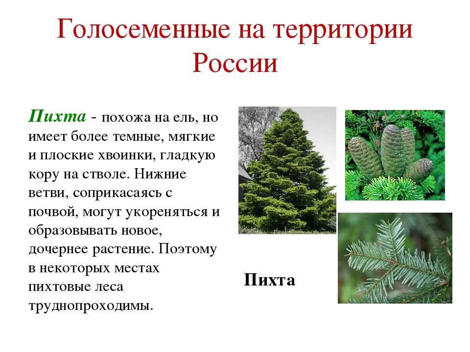 Пихта белая (20 фото): ботаническое описание пихты европейской, обзор сорта «пирамидалис» и других