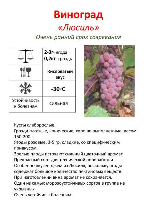 Виноград морозов не боится: понятие морозостойкости и особенности выращивания таких сортов