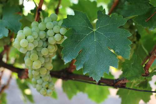 Виноград велика: описание и характеристики сорта, особенности ухода и фото