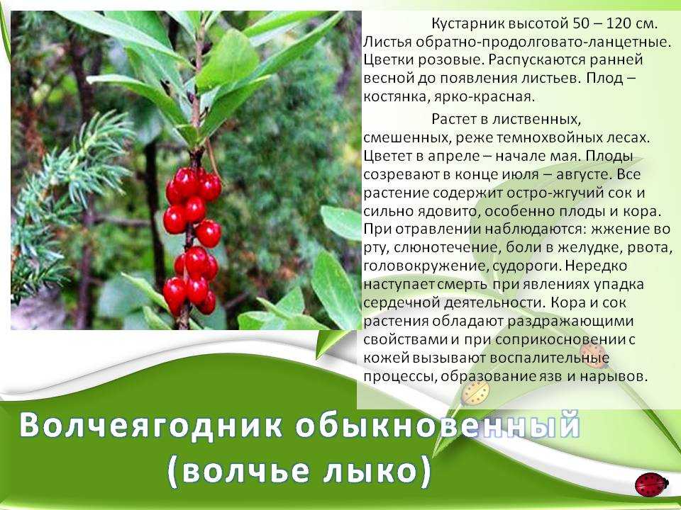 Бузина (растение): описание, посадка, размножение, полезные свойства - sadovnikam.ru