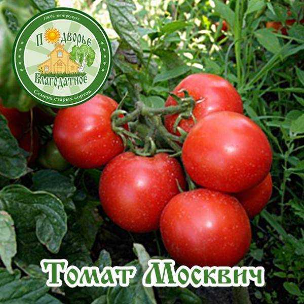 Сорт помидор москвич отзывы и фото