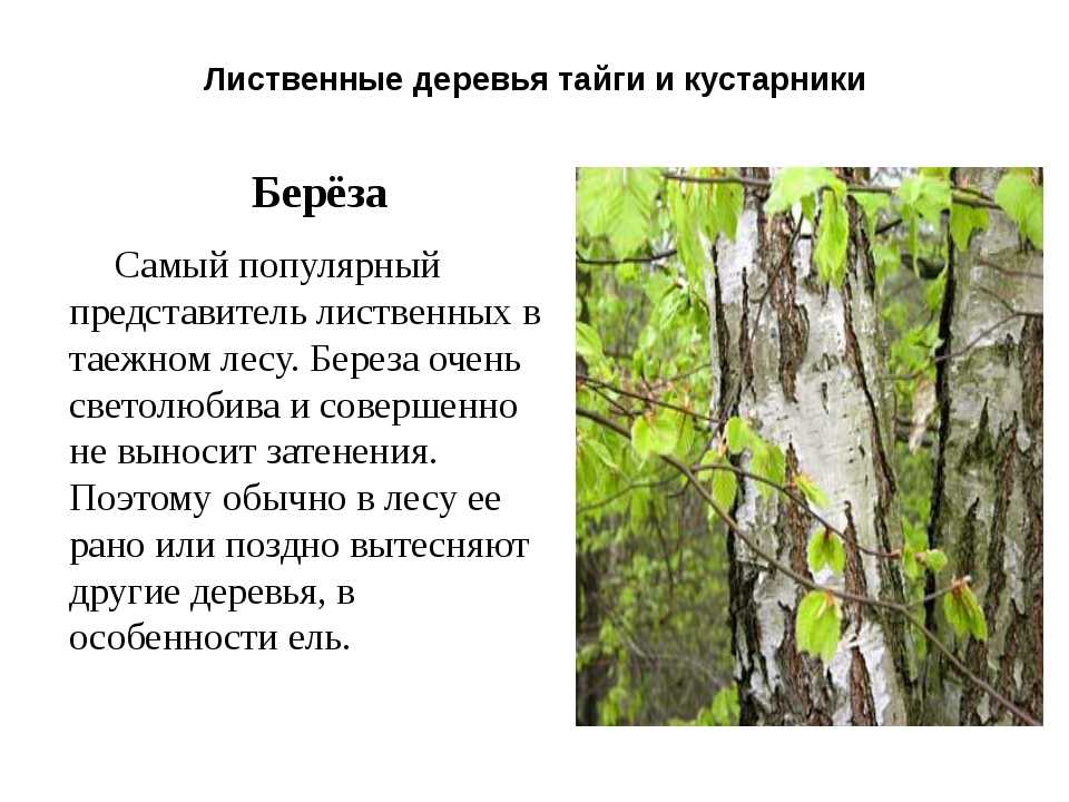 Береза — русское дерево
